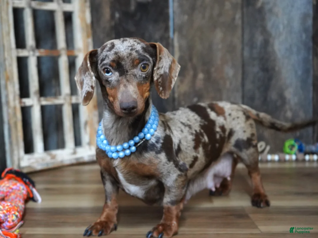 Miniature Dachshund dogs for sale: Hanson - Ad 5