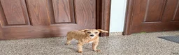 Maltipoo dogs for sale: Cutie  - Ad 9