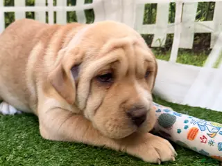 Mixed Breed dogs Mixed Breed Puppy 2 - Ad 5