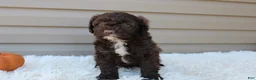 Cavapoo dogs for sale: Jasper - Ad 3