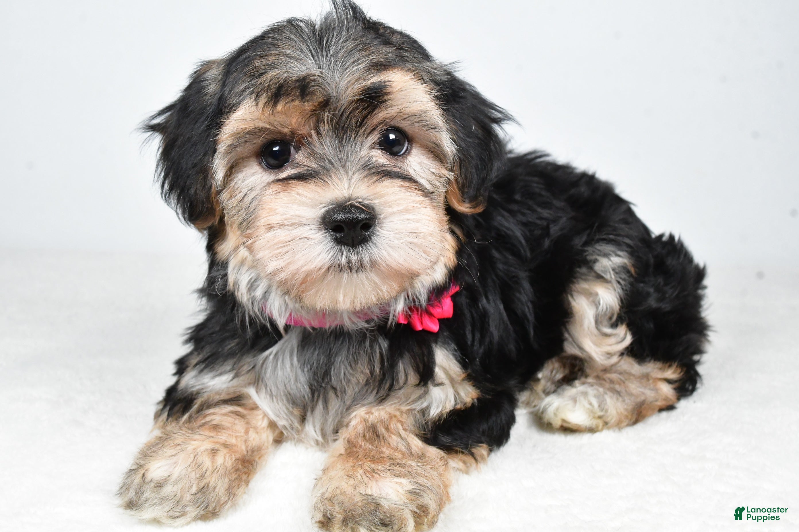 Morkie dogs Roxy - Ad 1