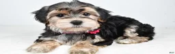 Morkie dogs for sale: Roxy - Ad 1