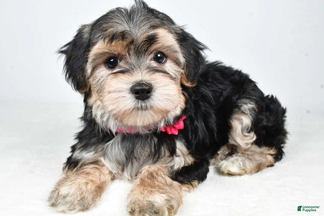 Morkie dogs for sale: Roxy - Ad 1
