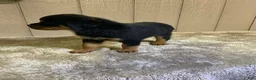 Rottweiler dogs for sale: Rottweiler 4 - Ad 4
