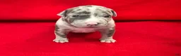 American Bully dogs for sale: American Bully 1 - Ad 5