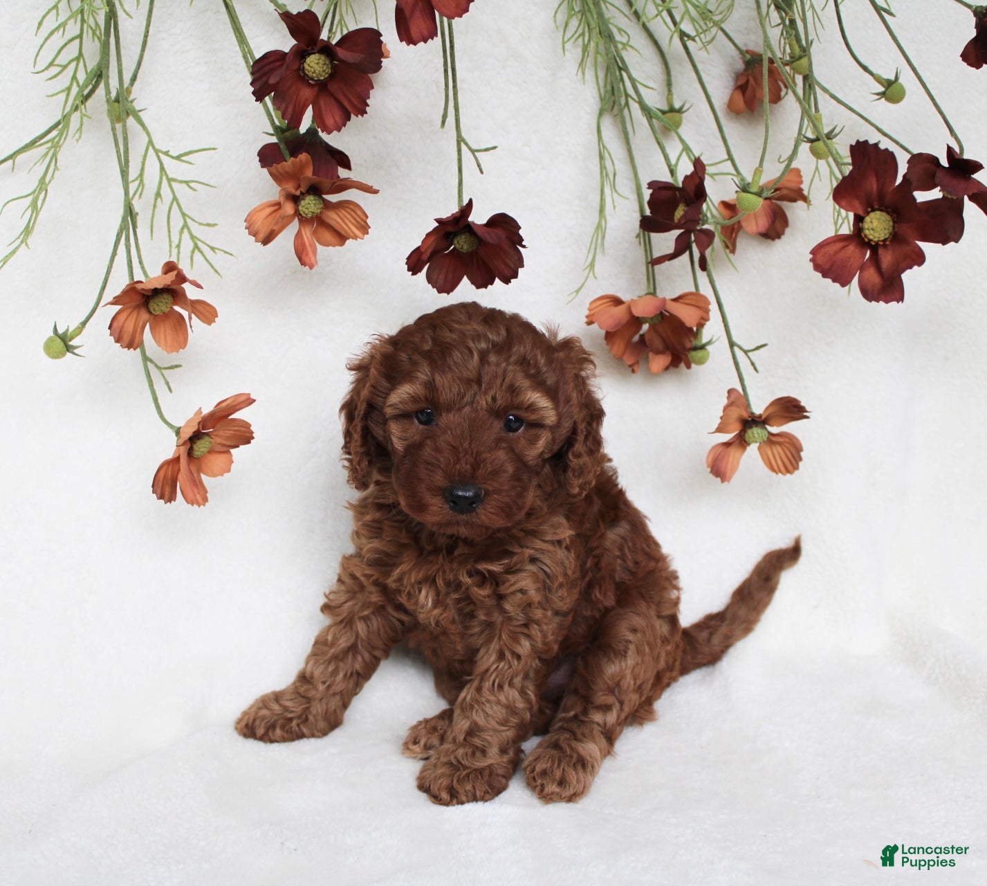 Cavapoo dogs Bailey - Ad 2