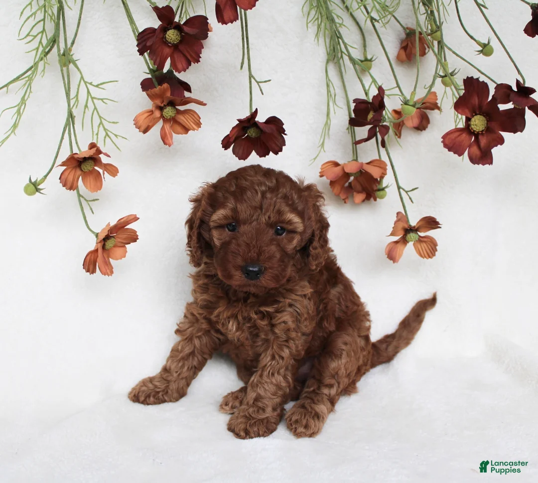Cavapoo dogs for sale: Bailey - Ad 2