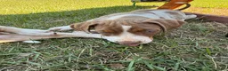 Catahoula Leopard Dog dogs for sale: Benelli “Nelli” - Ad 5