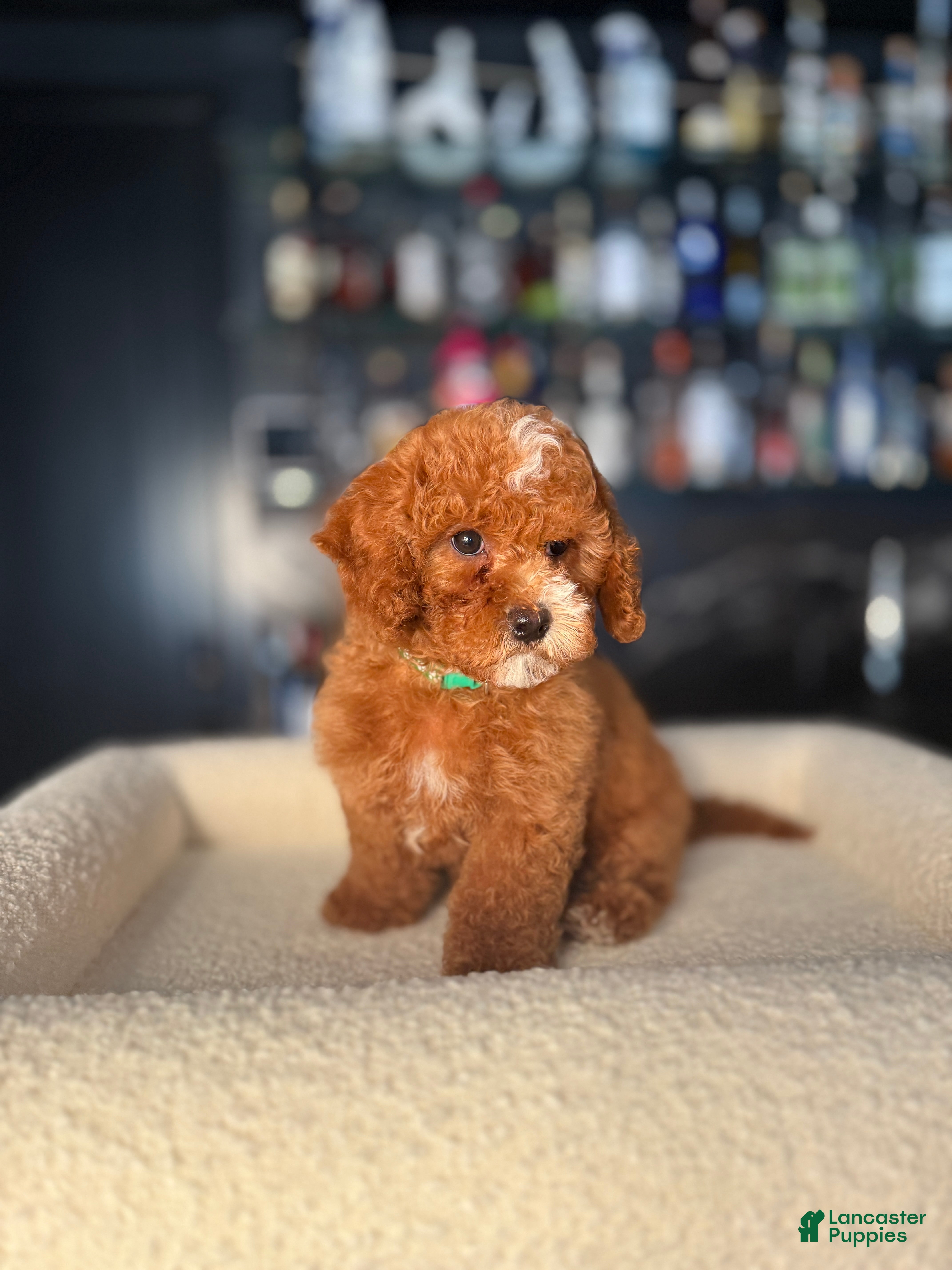 Cavapoo dogs Cavapoo Puppy 1 - Ad 2