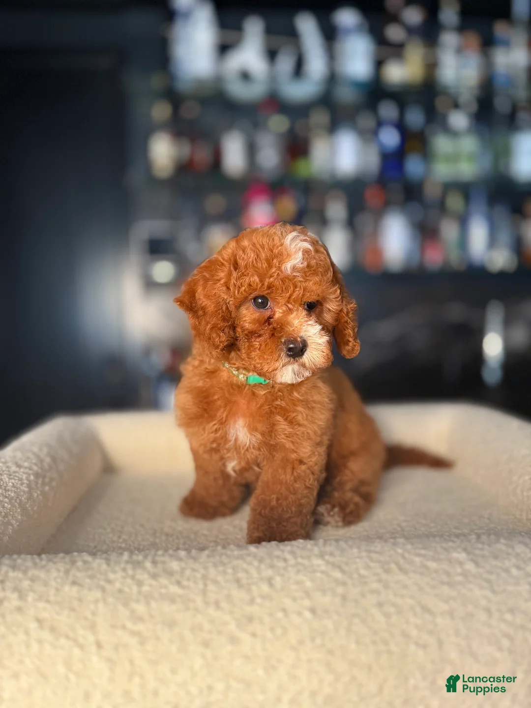 Cavapoo dogs for sale: Cavapoo Puppy 1 - Ad 2