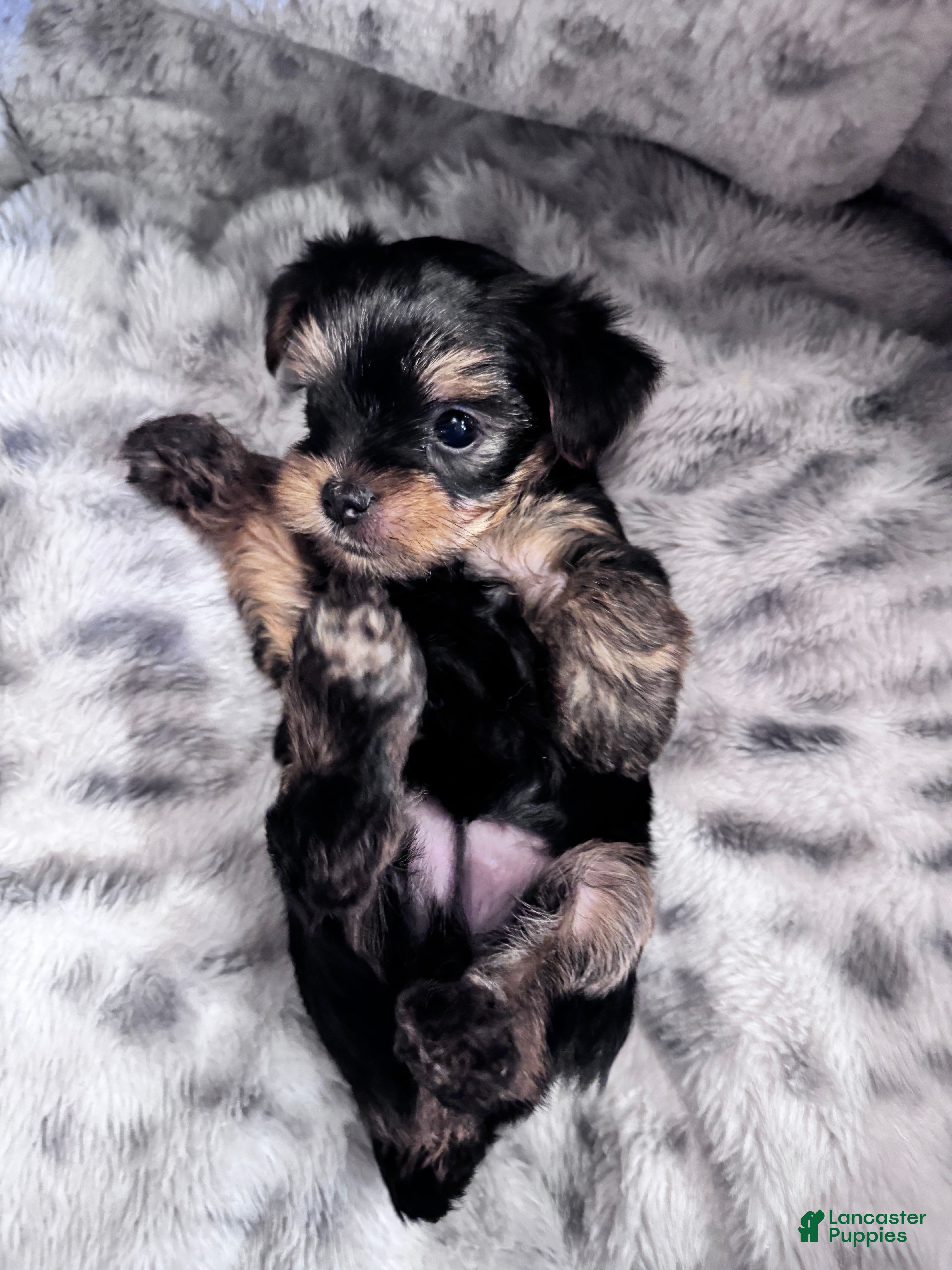 Yorkshire Terrier dogs Lucky - Ad 27