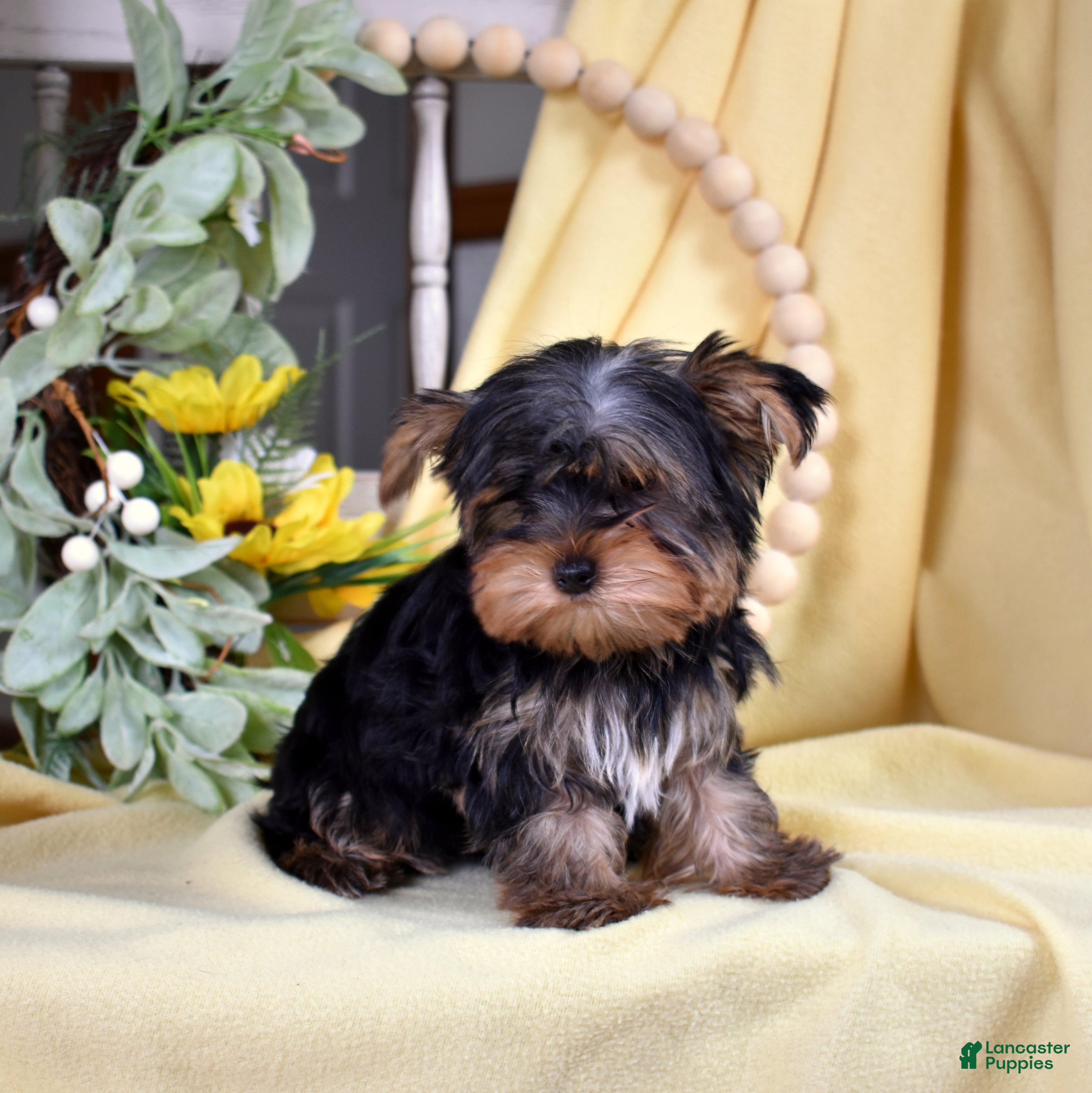 Yorkshire Terrier dogs Harley Jr  - Ad 1