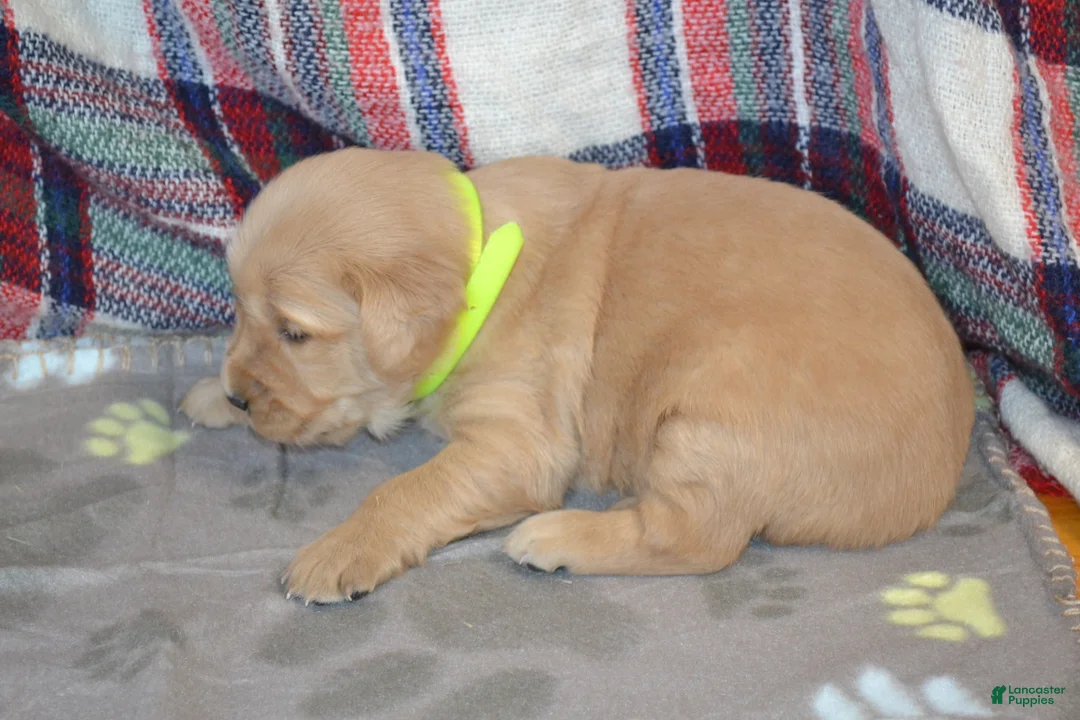 Golden Retriever dogs for sale: Morning - Ad 1