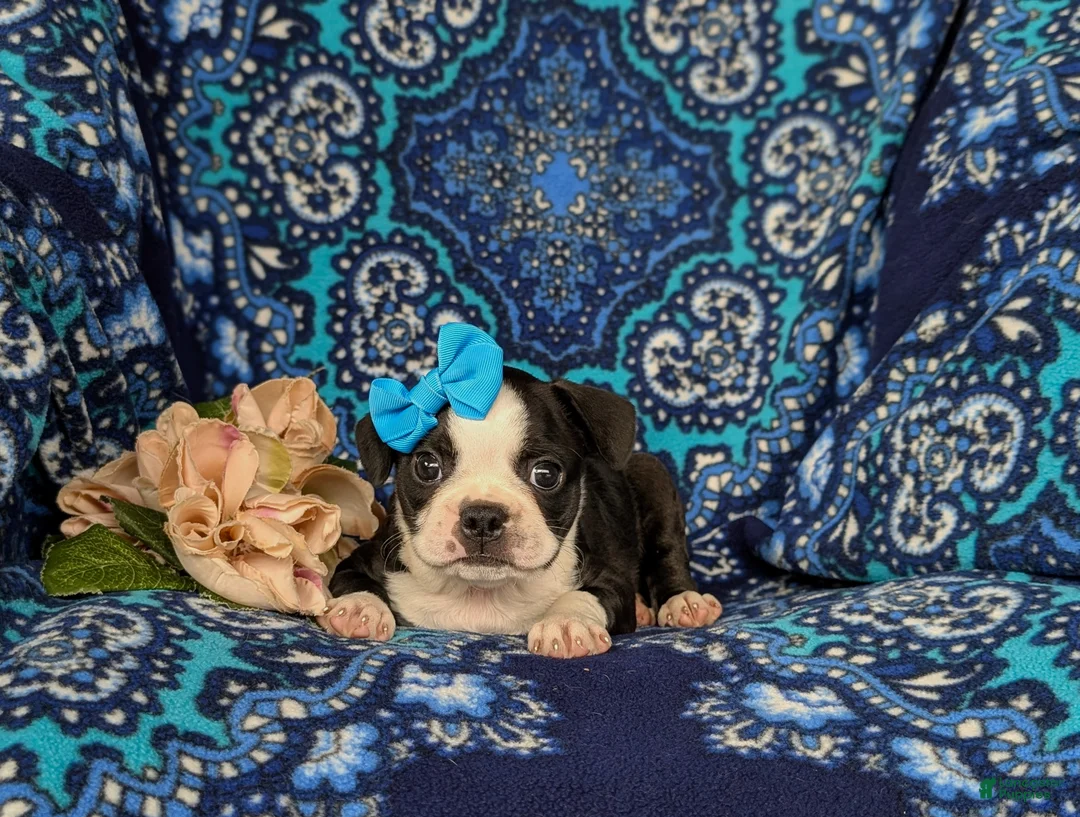 Boston Terrier dogs for sale: Elisa - Ad 5