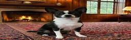 Chihuahua dogs for sale: Chihuahua 2 - Ad 25