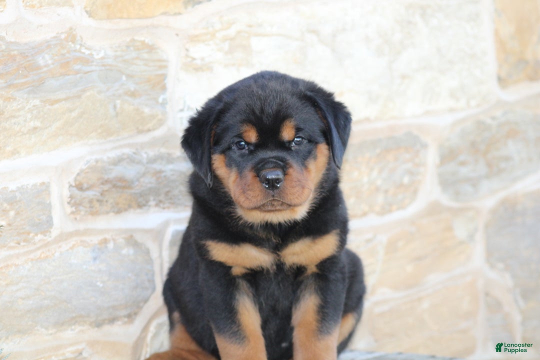 Rottweiler dogs for sale: Holly - Ad 1