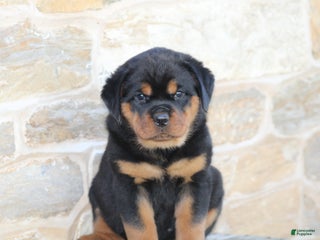 Rottweiler dogs Holly - Ad 9