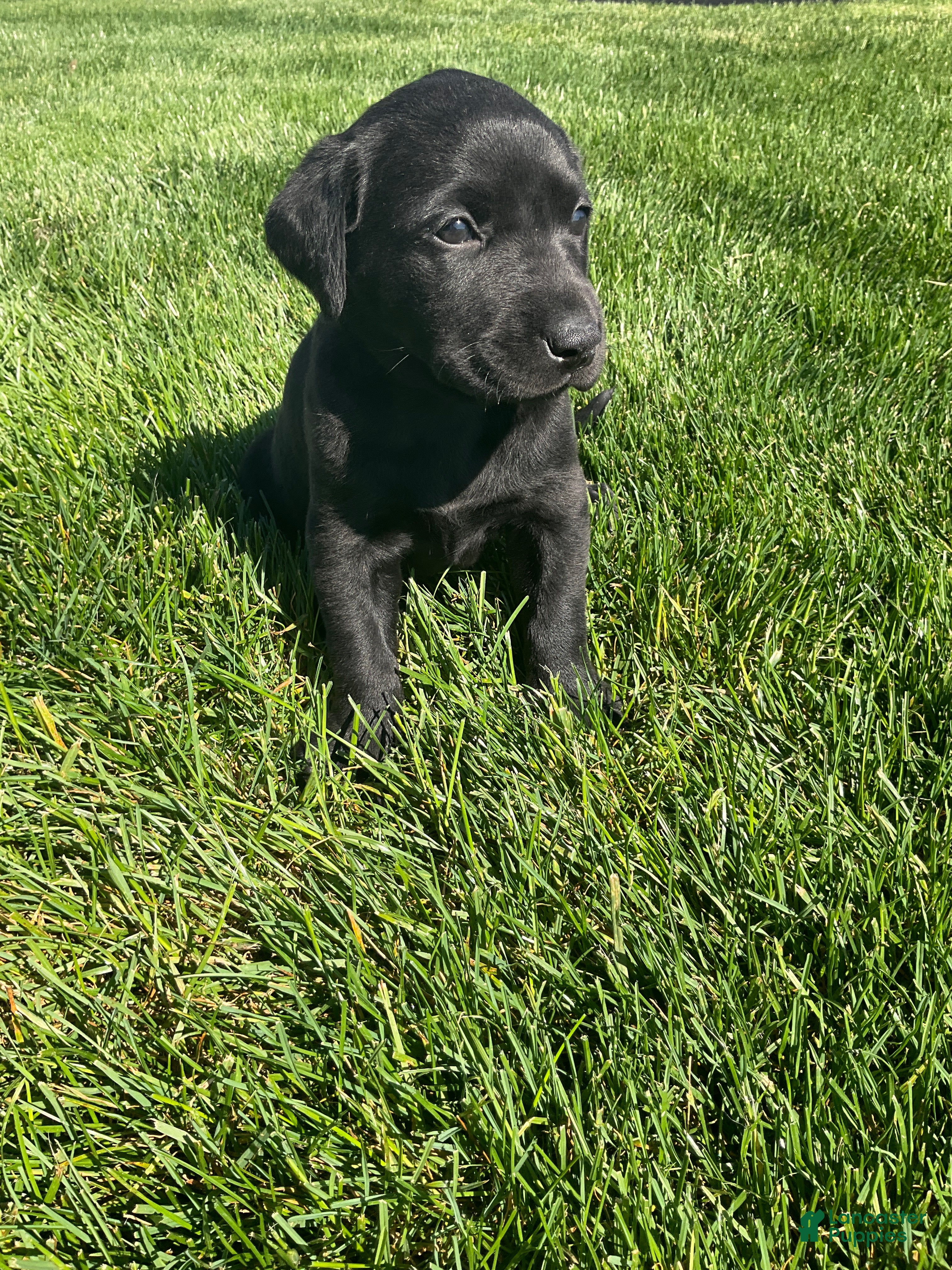 Labrador Retriever dogs Maggie - Ad 1