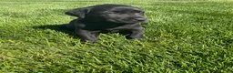 Labrador Retriever dogs for sale: Maggie - Ad 1