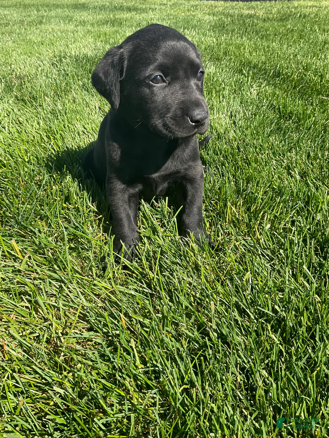 Labrador Retriever dogs for sale: Maggie - Ad 1