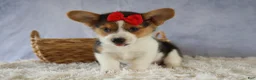 Welsh Corgi Pembroke dogs for sale: Ziggy 🩵 - Ad 8