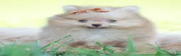 Pomeranian dogs for sale: Tiny toto  - Ad 4
