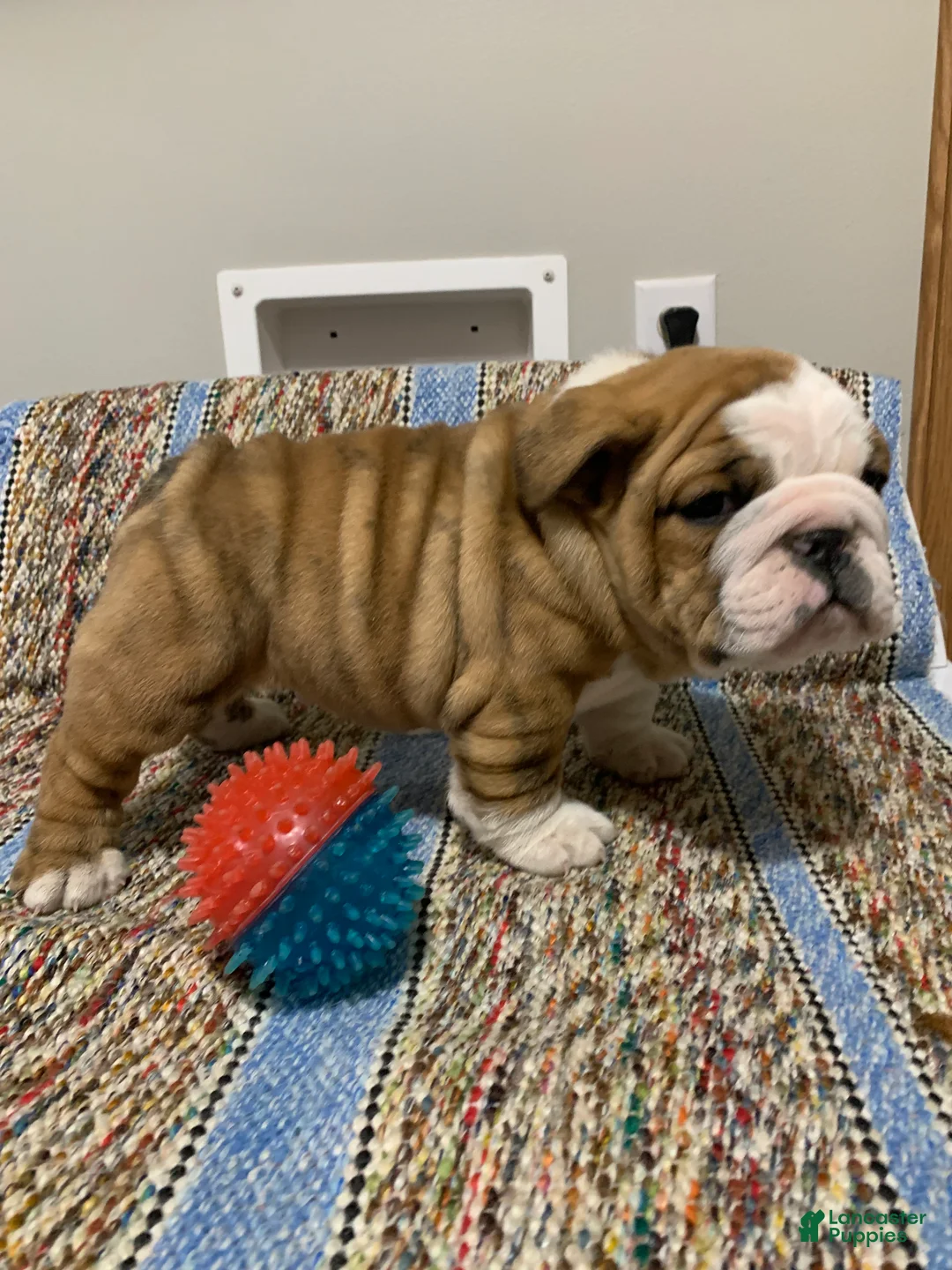 Mixed Breed dogs for sale: Bo - Ad 5