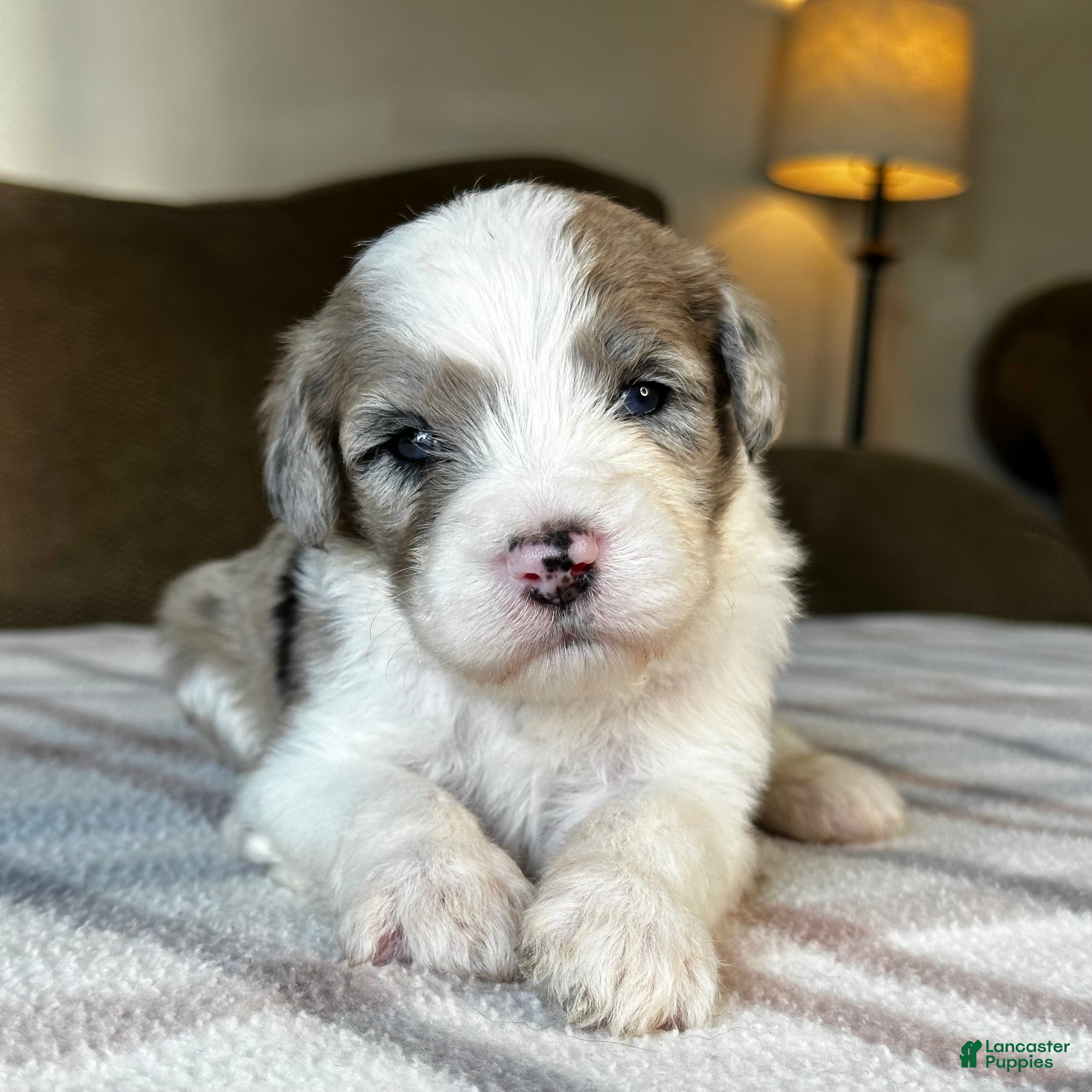 Sheepadoodle dogs Merle Male 5 - Ad 1