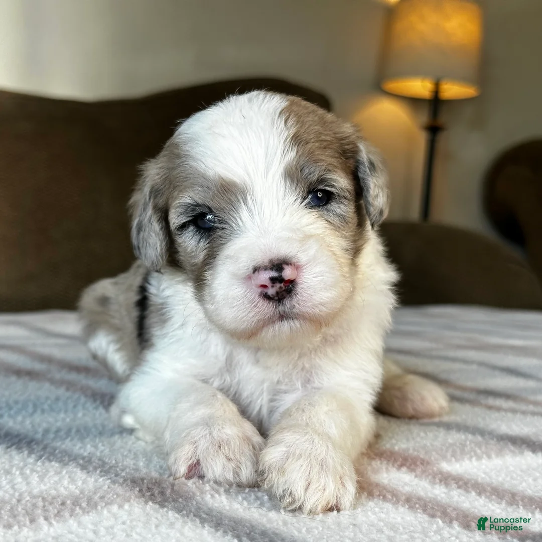 Sheepadoodle dogs for sale: Merle Male 5 - Ad 2