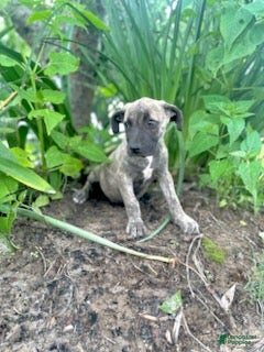 Cane Corso dogs Xena - Ad 1