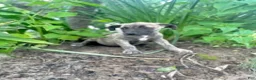 Cane Corso dogs for sale: Xena - Ad 1