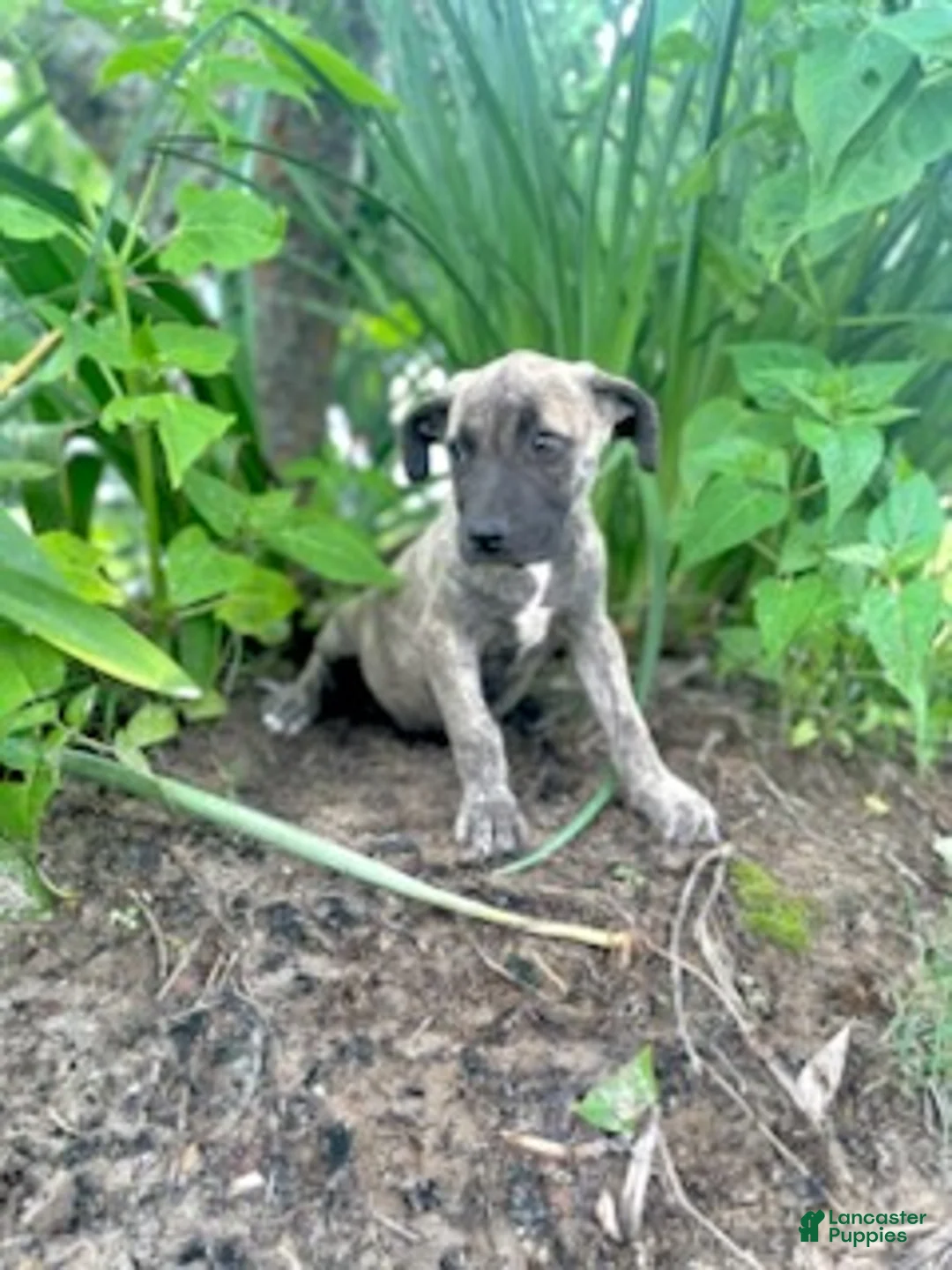 Cane Corso dogs for sale: Xena - Ad 1