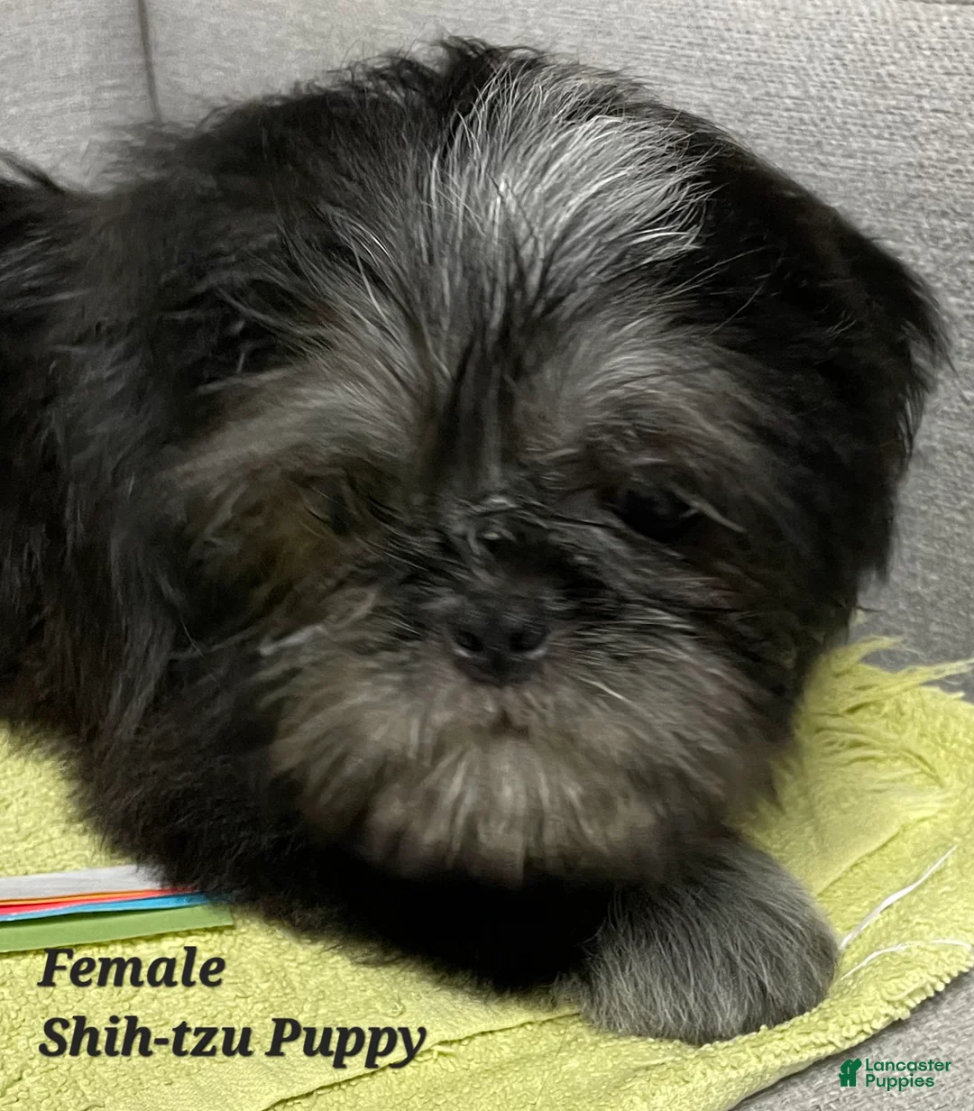 Shih Tzu dogs for sale: Shih Tzu Puppy (Only Girl!) - Ad 1