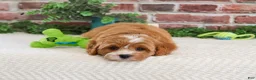 Cavapoo dogs for sale: Shamrock  - Ad 1