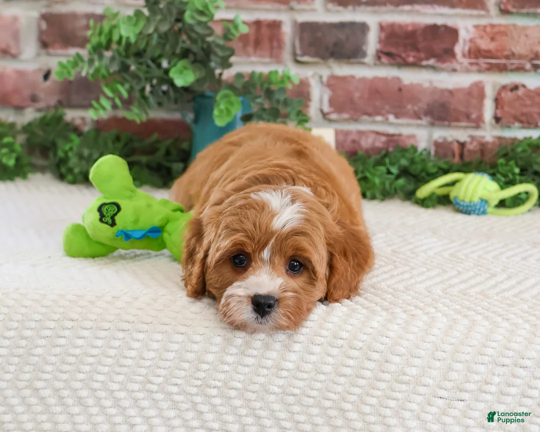 Cavapoo dogs for sale: Shamrock  - Ad 1