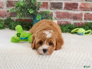 Cavapoo dogs Shamrock - Ad 36