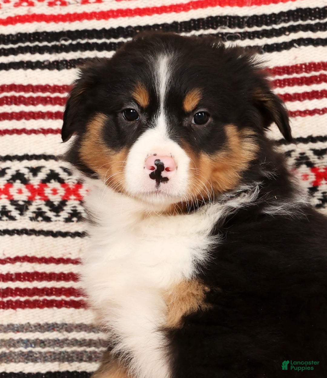Australian Shepherd dogs for sale: Trooper - Ad 9