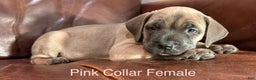 Cane Corso dogs for sale: Pink Collar  F Cane Corso Puppy  - Ad 2