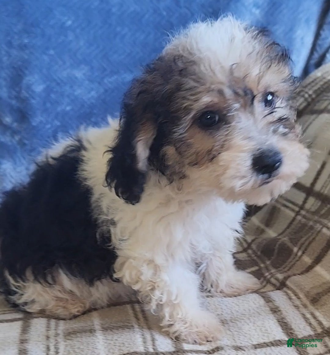 Mixed Breed dogs for sale: Max - Ad 13