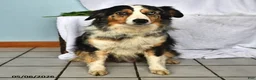 Mixed Breed dogs for sale: Drew - Ad 6