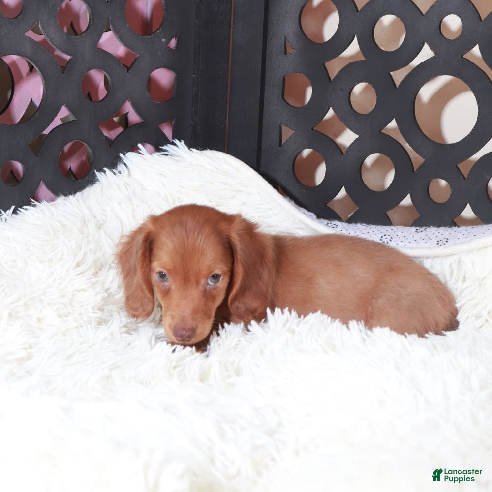 Dachshund dogs Rusty - Ad 29