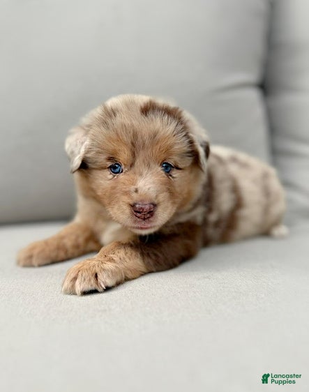 Miniature Australian Shepherd dogs Finn - Ad 1