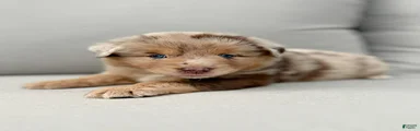 Finn
