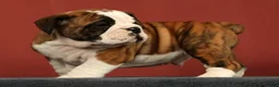 English Bulldog dogs for sale: Daisy - Ad 4