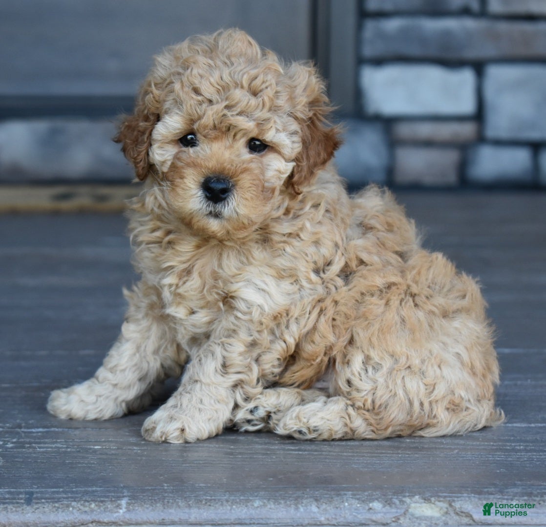 Mini Goldendoodle dogs Reed - Ad 1