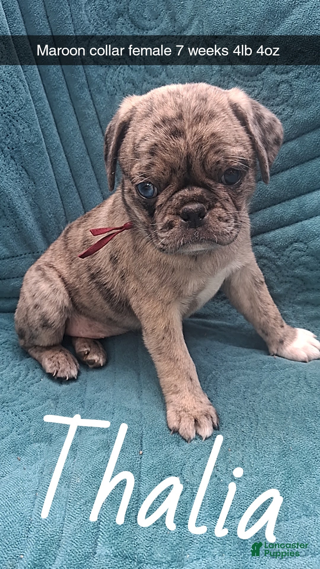 Pug dogs Thalia - Ad 13
