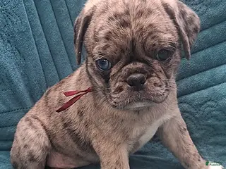 Pug dogs Thalia - Ad 13