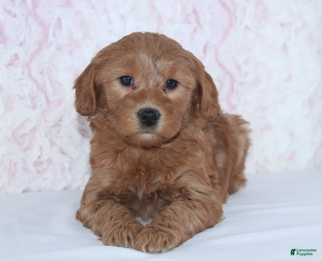 Mini Goldendoodle dogs for sale: Christa - Ad 1
