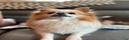 Pomeranian dogs for sale: Jasmine - Ad 13