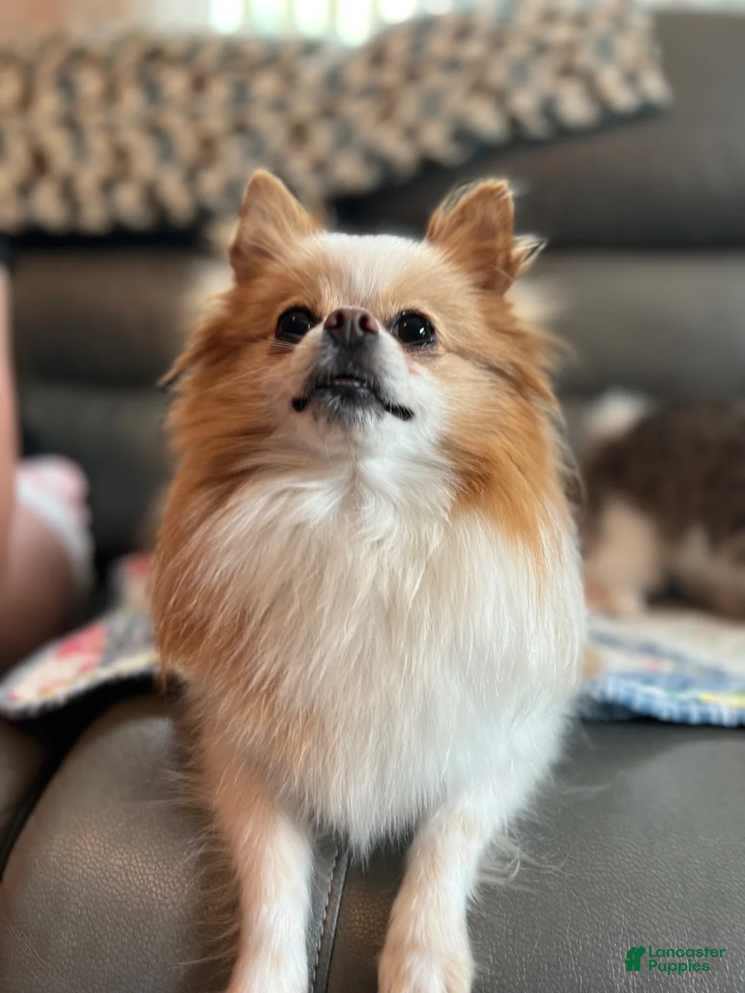Pomeranian dogs for sale: Jasmine - Ad 13